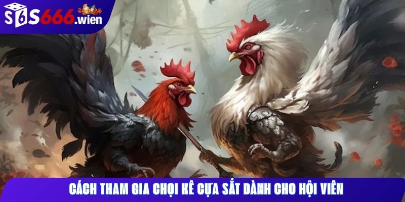 Cách tham gia chọi kê cựa sắt dành cho hội viên