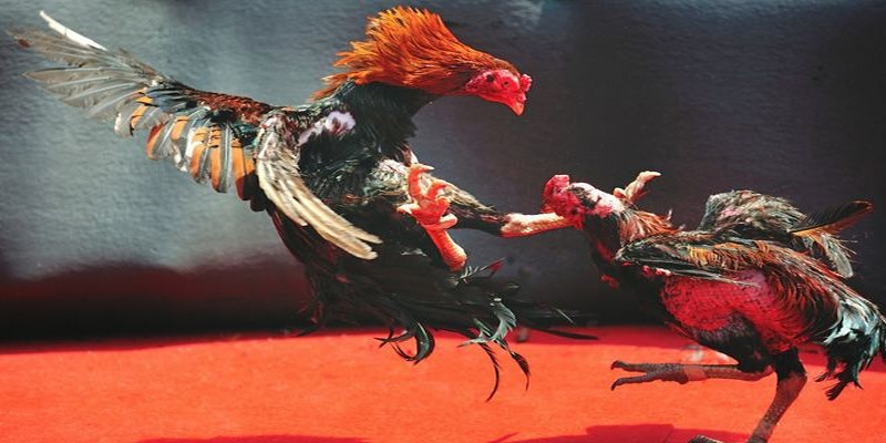 Theo dõi các trận đá gà Campuchia trực tiếp ngay hôm nay trên S666