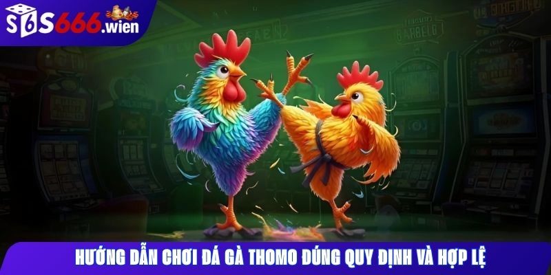 Hướng dẫn chơi đá gà Thomo đúng quy định và hợp lệ